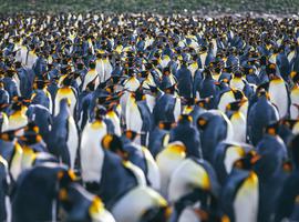 South Georgia and Antarctic Peninsula: Penguin Safari - 18 Days