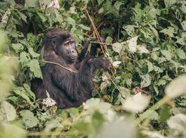 Essential Uganda and Gorilla Trek - 9 Days
