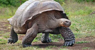 Galapagos Experience - 7 Days