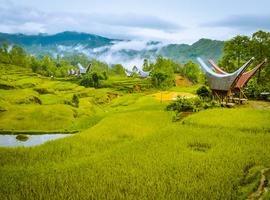 Indonesia Expedition: Sulawesi & Toraja Tribes - 12 Days
