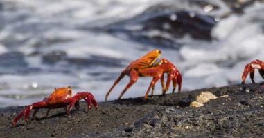 Galapagos Discovery - 9 Days