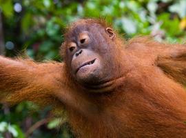Borneo Family Holiday - 9 Days