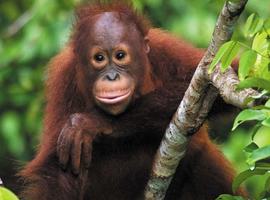 Premium Borneo in Depth - 12 Days