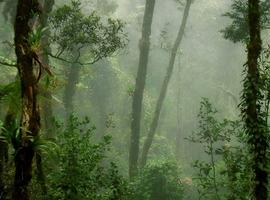 Wild Sarawak - 10 Days
