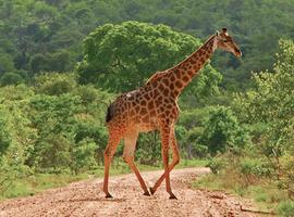 Kruger Lodge Experience - 4 Days