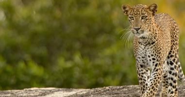 Sri Lanka Safari - 12 Days