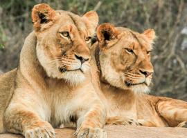 Premium Botswana - 7 Days