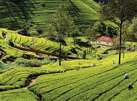 Sri Lanka: Hike, Bike & Kayak - 10 Days