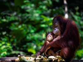 Classic Borneo - 10 Days