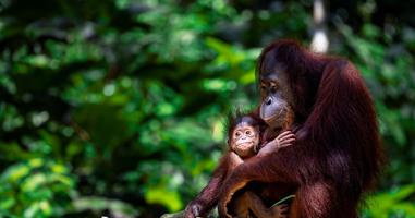 Classic Borneo - 10 Days