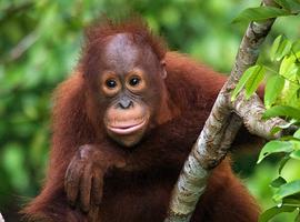 Sabah Adventure - 11 Days