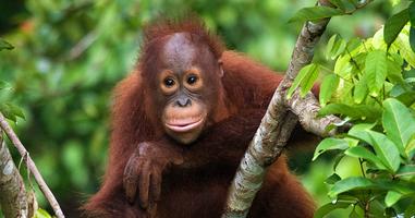 Sabah Adventure - 11 Days