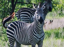 Stone Town to Vic Falls - 16 Days