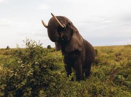 Classic East Africa - 13 Days