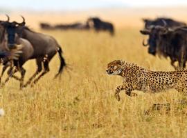 Kenya Wildlife Safari - 8 Days
