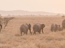 Serengeti Trail - 8 Days