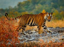 India Safari - 12 Days