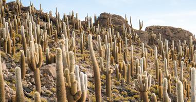 Best of Bolivia & Argentina - 15 Days
