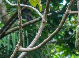 Costa Rica Experience - 8 Days