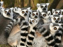 Madagascar Adventure - 14 Days