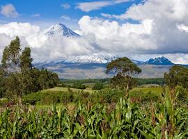 Mainland Ecuador and Galapagos Cruise  - 14 Days