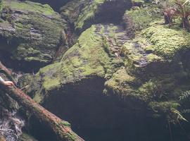 Walk Tasmania's Tarkine & Cradle Mountain - 6 Days