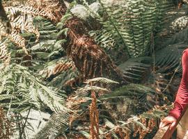 Best of Tasmania's Tarkine & Cradle Mountain - 6 Days
