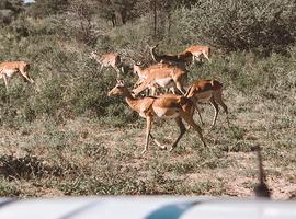 18 to 35s Real Southern Africa - 17 Days