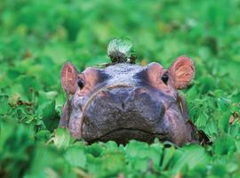 Cape Town to Zanzibar - 41 Days