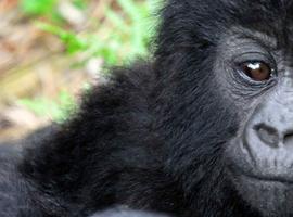 Africa Encompassed Southbound - 63 Days