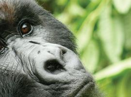 Vic Falls to Gorillas - 43 Days