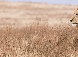 East Africa Safari & Coast - 13 Days