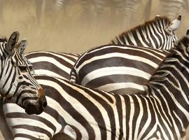 Vic Falls to Kenya - 28 Days