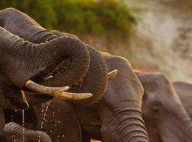 Zanzibar to Cape Town - 40 Days