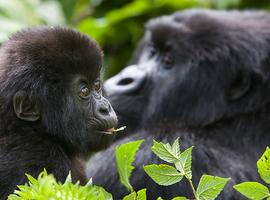 Gorillas, Game Parks & Beaches - 27 Days