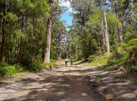 Cycle the Munda Biddi Trail: Walpole to Manjimup - 7 Days
