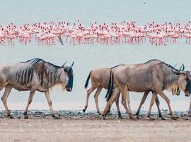 Best of East Africa - 20 Days