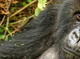 Gorillas to Vic Falls - 42 Days