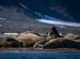 Svalbard: North to the Midnight Sun (Ocean Albatros)  - 8 Days