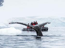 Antarctica's Whale Season (Ocean Albatros) - 11 Days
