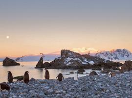 Antarctica Springs to Life (Ocean Victory)  - 10 Days