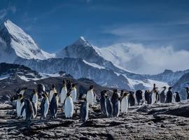 Extended Falklands, South Georgia & Antarctic Circle (Ocean Albatros)  - 23 Days