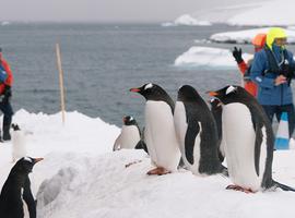 Celebrating New Year's in Antarctica (Ocean Albatros) - 11 Days