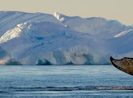 Antarctic Peninsula: The Classic Voyage (Ocean Victory) - 12 Days