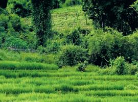 Beautiful Northern Thailand - 13 Days