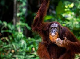 Classic Borneo - 10 Days