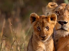 East Africa Family Safari Comfort - 10 Days
