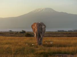 Kenya by Rail: Trains, Safaris & Beaches - 10 Days