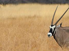 18 to 35s Essential African Safari - 9 Days
