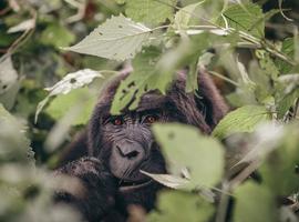 Epic East Africa: Gorillas, Chimps and Game Parks - 19 Days